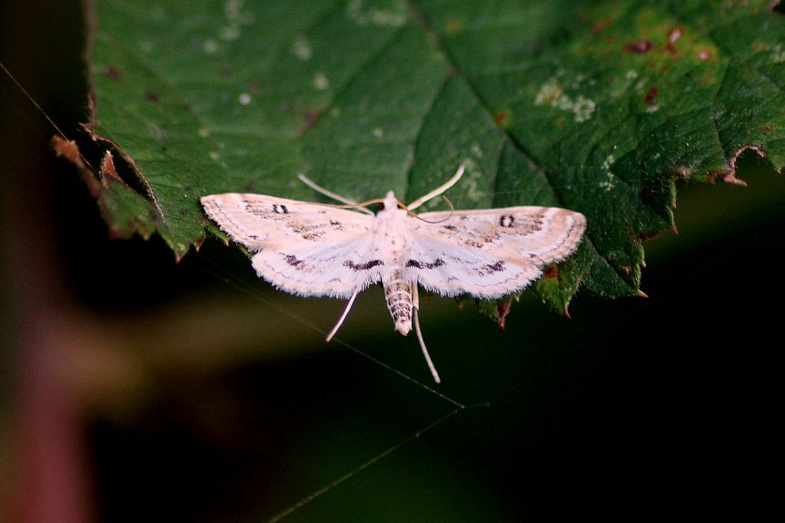 idaea rusticata ?